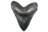 Fossil Megalodon Tooth - South Carolina #289336-1